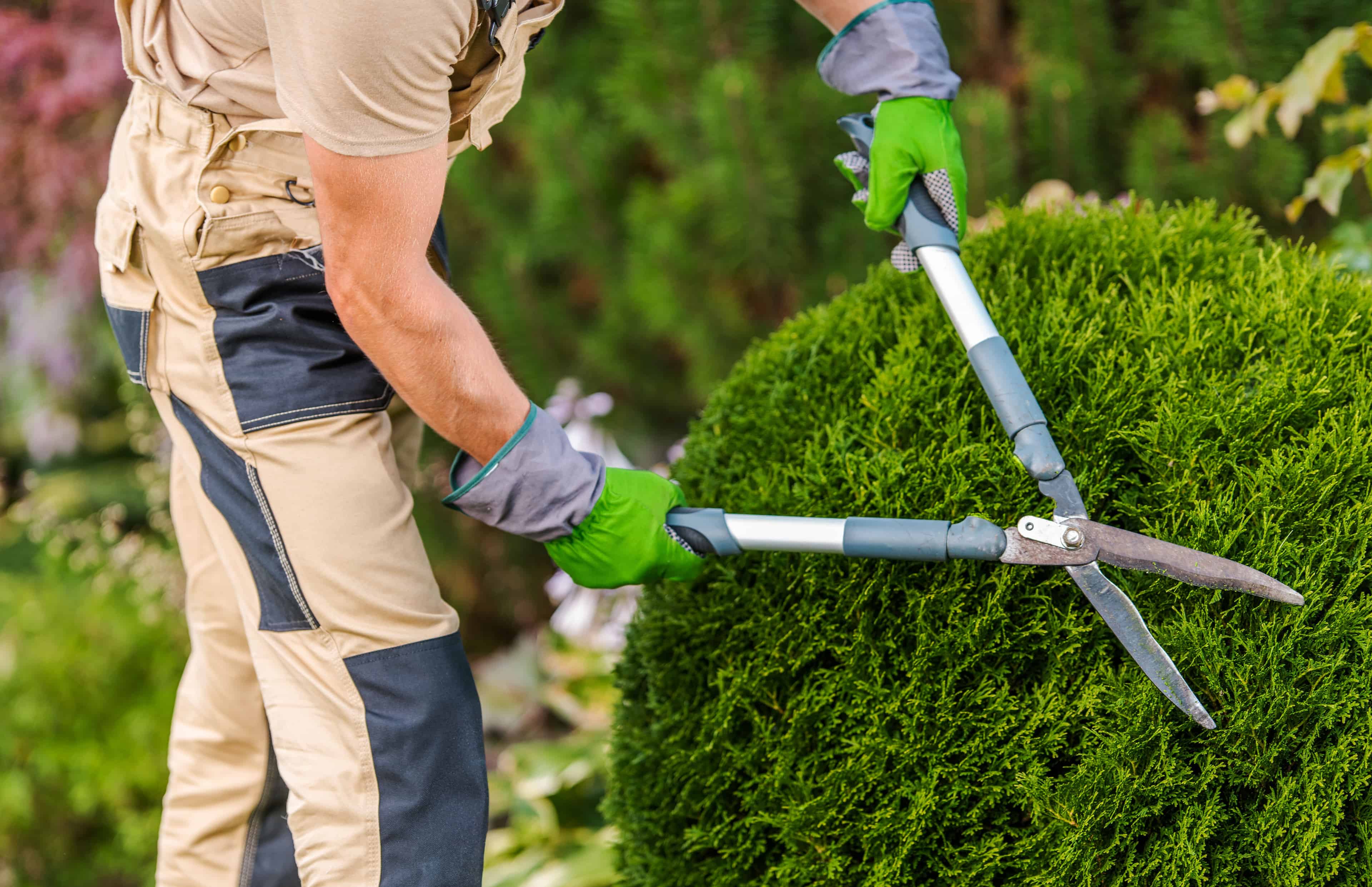 Bush Trimming & Hedge Trimming image