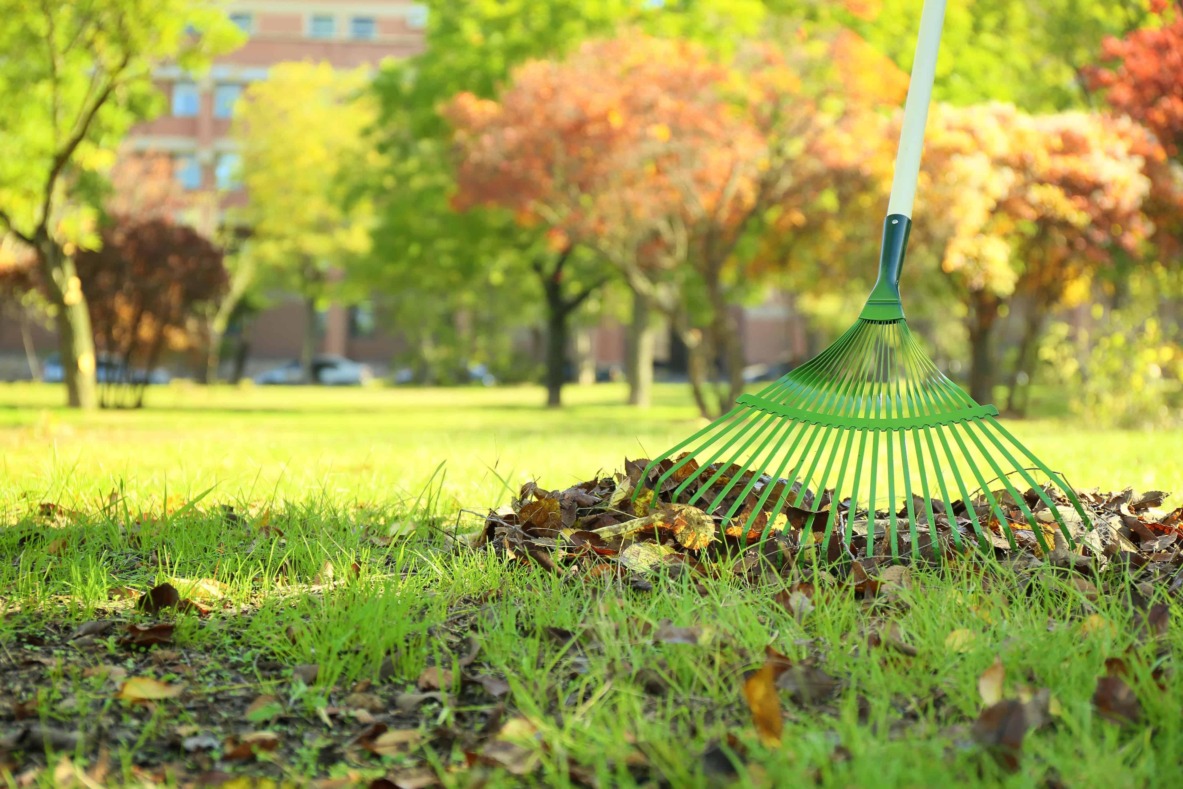 Spring Cleanups image
