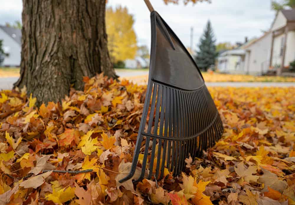 Fall Cleanups image